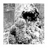 SIECHTUM - Hinab CD Ed. Ltd.