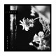 JINJER - Wallflowers LP, Vinilo Negro